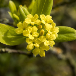 Daphne gemmata Royal Crown