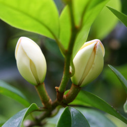 Michelia figo