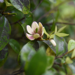 Michelia figo