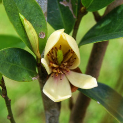 Michelia figo