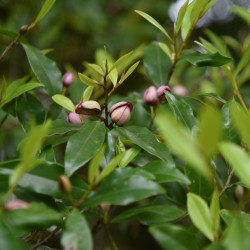 Michelia figo