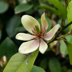 Michelia figo