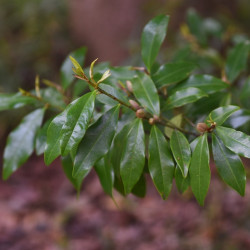 Michelia figo