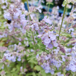 Nepeta faassenii ‘Six Hills Giant