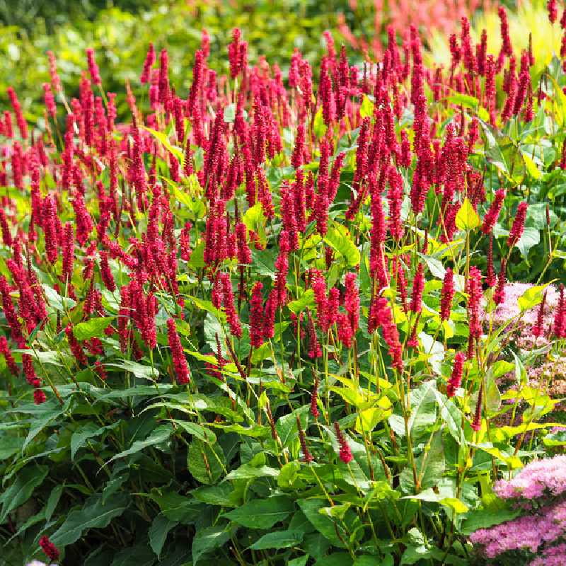 Persicaria amplexicaulis ‘JS Calor‘