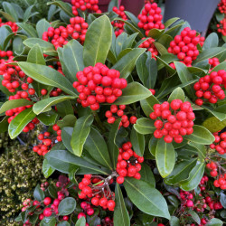 Skimmia japonica ‘Temptation
