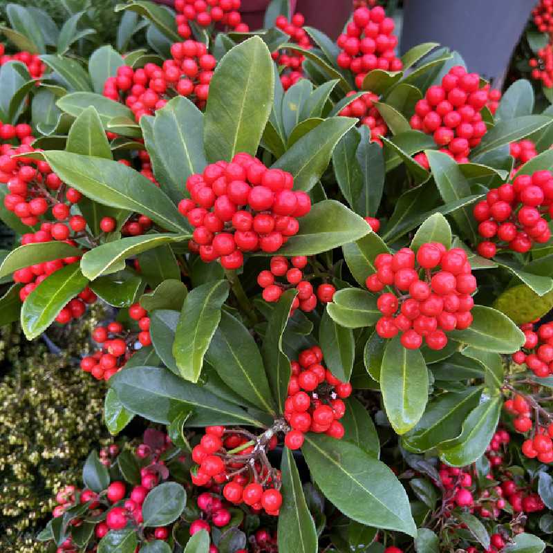 Skimmia japonica ‘Temptation