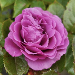 Rosa Bossuet Aigle de Meaux