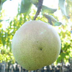 Pyrus communis ‘Doyenne du Comice’ 