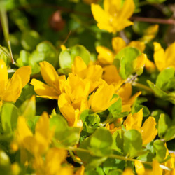 Lysimachia nummularia 'Goldilocks' - Herbe aux écus