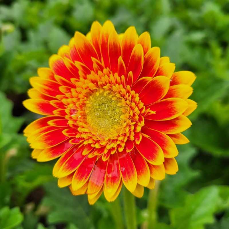 Gerbera Garvinea ® 'Sweet Blaze'