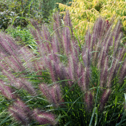 Pennisetum alopecuroides ‘Red Head‘