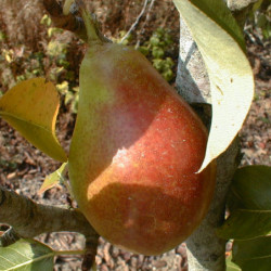 Pyrus communis ‘Louise Bonne d'Avranches’ 