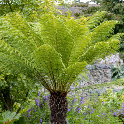 Dicksonia antarctica