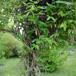 Lonicera henryi