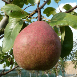 Pyrus communis ‘Sucrée de Montluçon’ 