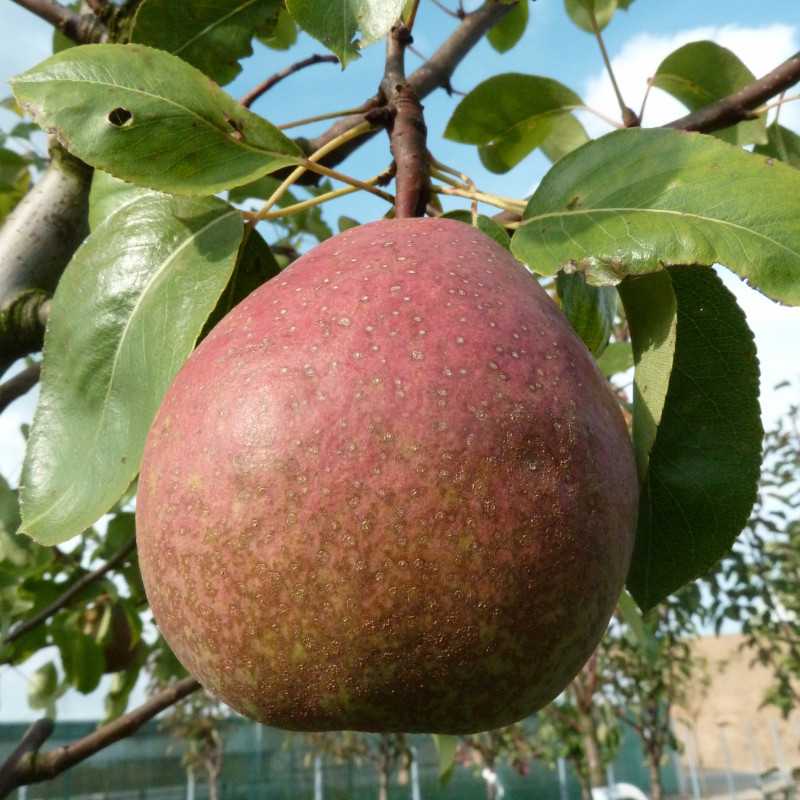 Pyrus communis ‘Sucrée de Montluçon’ 