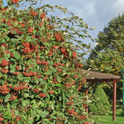 Cotoneaster lacteus