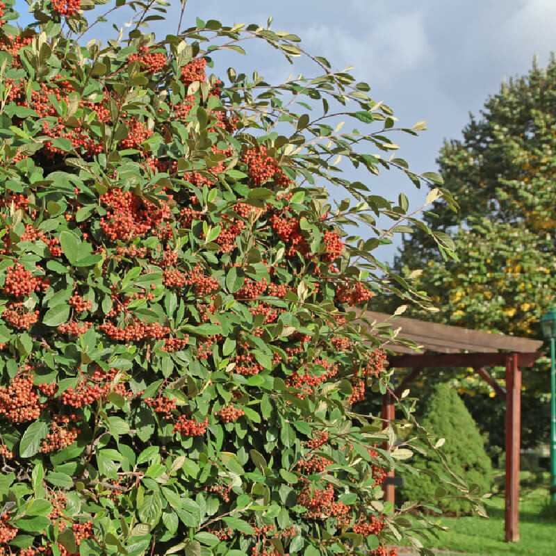 Cotoneaster lacteus
