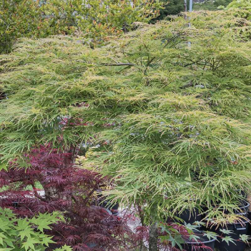 Acer palmatum Seiryu