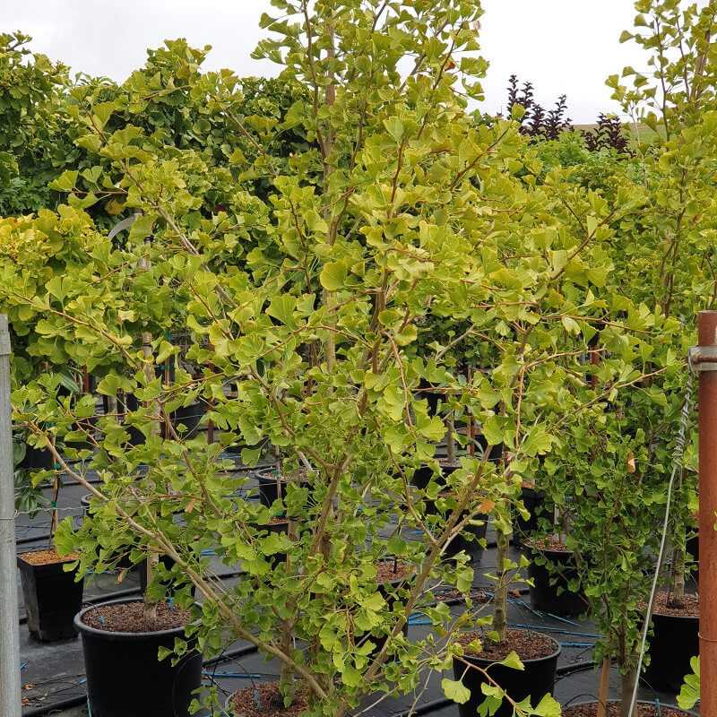 Ginkgo biloba Eiffel
