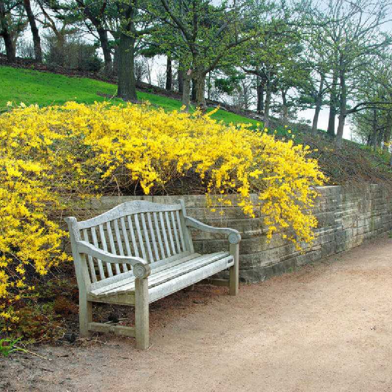 Forsythia ‘Marée d'or‘