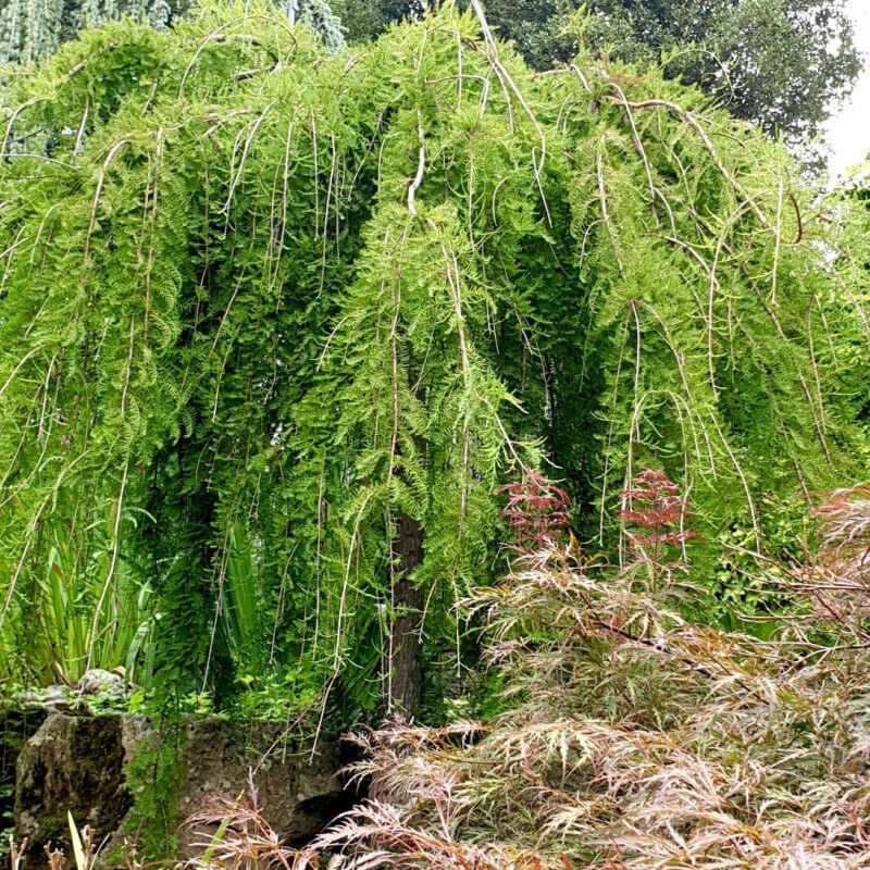 Taxodium distichum 'Cascade Falls' - Cyprès pleureur