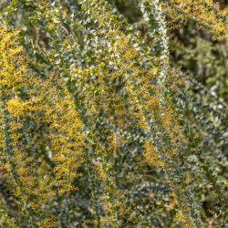 Acacia pravissima