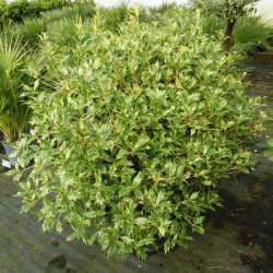Osmanthe panaché
