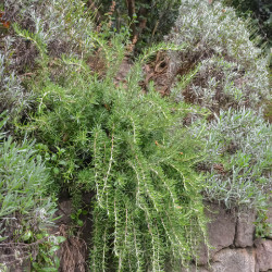 Rosmarinus officinalis ‘Pointe du Raz’