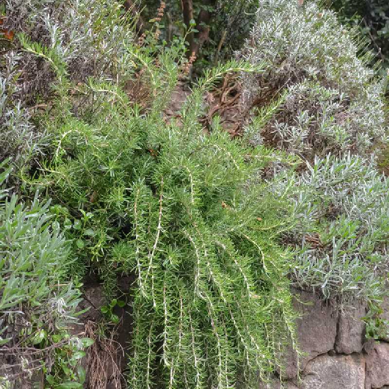 Rosmarinus officinalis ‘Pointe du Raz’