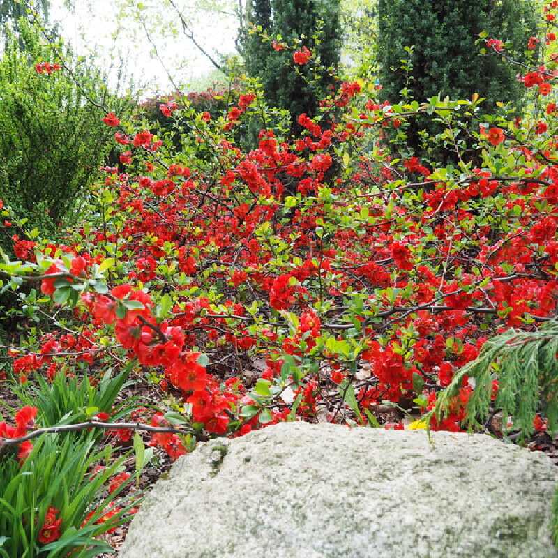 Chaenomeles superba 'Ernst Finken' - Cognassier du Japon