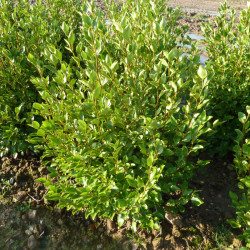 Griselinia littoralis