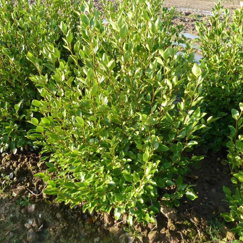 Griselinia littoralis