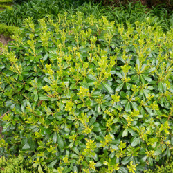 Pittosporum tobira - Pittospore du Japon