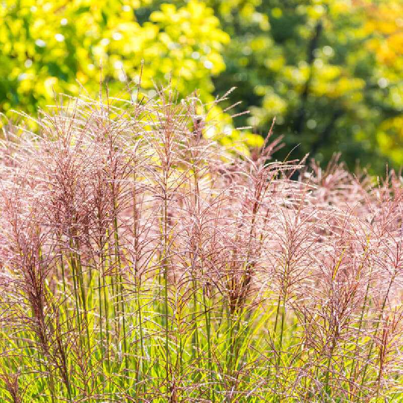 Miscanthus sinensis ‘Purple Fall