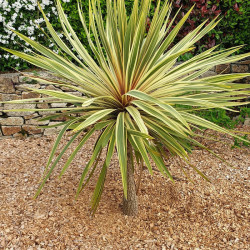 Cordyline australis Torbay Dazzler