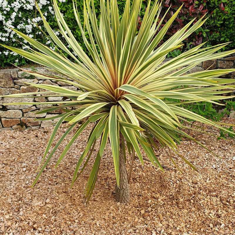 Cordyline australis Torbay Dazzler