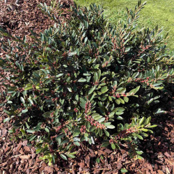 Distylium myricoides ‘Vintage Jade‘