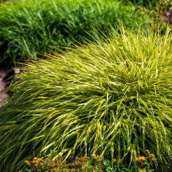 Hakonechloa macra ‘Aureola’
