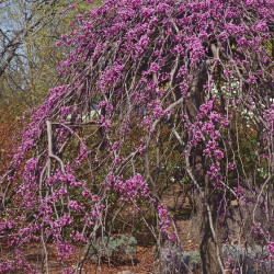 Cercis canadensis Lavender Twist