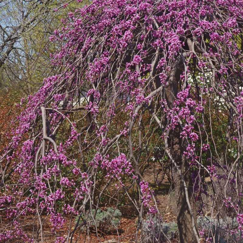 Cercis canadensis Lavender Twist