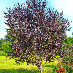 Prunus cerasifera var. pissardii - Prunier pourpre