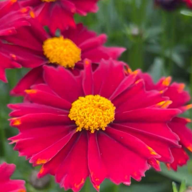 Coreopsis ‘Uptick ®  Red‘