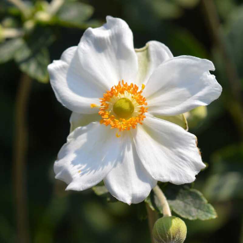 Anemone hybrida Honorine Jobert