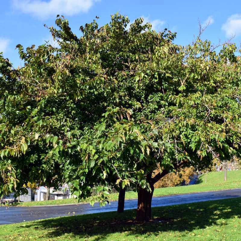 Morus kagayamae ‘Fruitless’