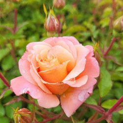 Rosa 'Cubana' ® - Urban Streetlight ® - Rosier à fleurs groupées