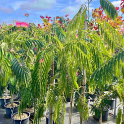 Albizia julibrissin 'Ombrella' ® - Arbre de soie