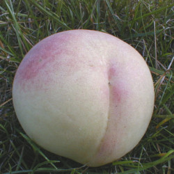 Pêcher Grosse Mignonne