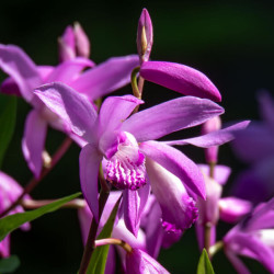 Bletilla striata
